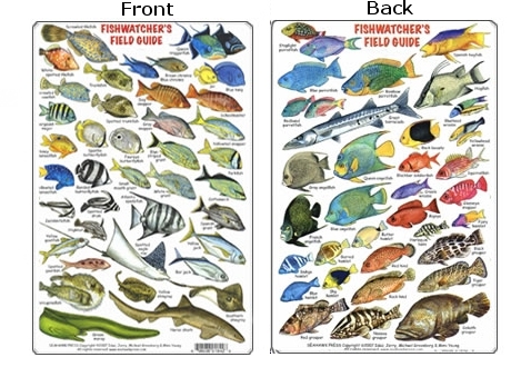 Florida Fish Id Chart